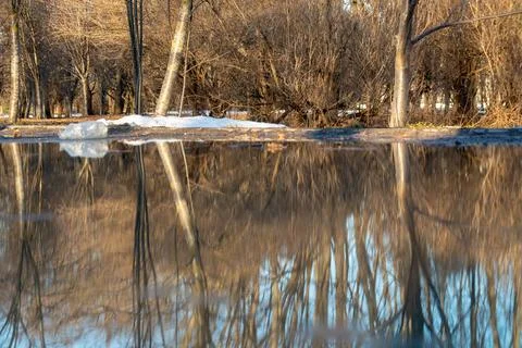 Tree reflection in a large water puddle during early spring thaw Stock Photos