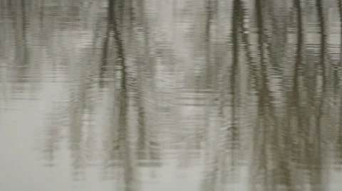 Tree Reflection On Muddy Water Stock Footage 48274819