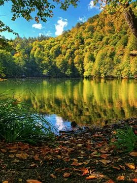 Tree Reflection over the Lake Surface Stock Photos