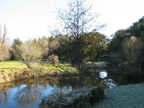 Tree Reflection Stock Photos