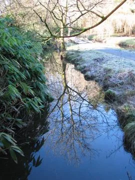 Tree Reflection Stock Photos