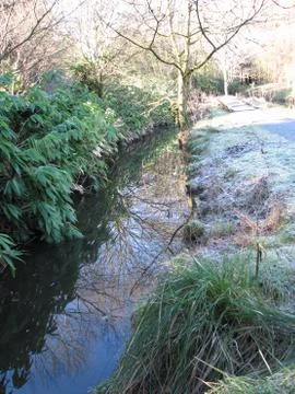 Tree Reflection Stock Photos