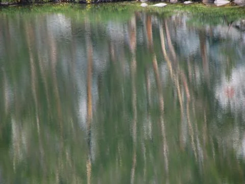 Tree reflection Stock Photos