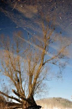 Tree reflection Stock Photos