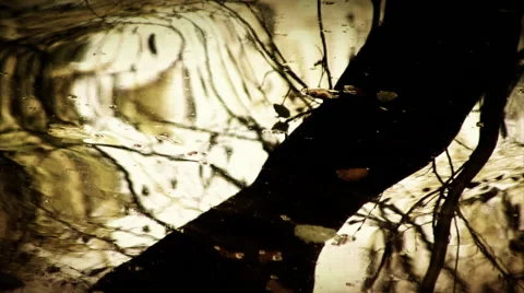 Tree reflection in a pond. Autumn. Stock Footage 44560949