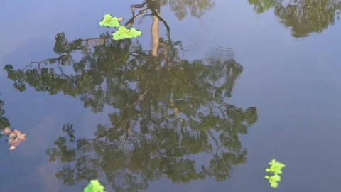 Tree Reflection in Pond Stock Footage 73237465