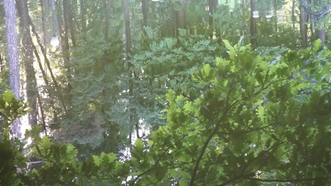 Tree reflection on pond surface Video stock 90376533