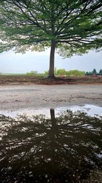 Tree Reflection in Rain Puddle 스톡 사진
