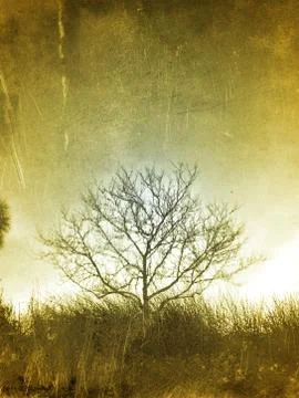 Tree Reflection in a river, damages print effect Photos