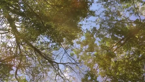 Tree Reflection in River Water Stock-Footage 79606341