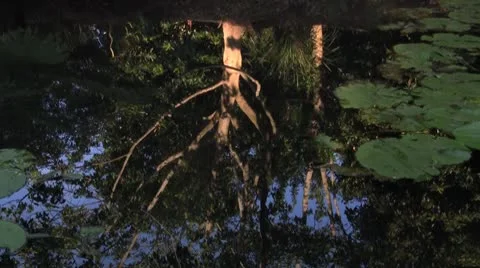 A tree reflection in a still pond Stock Footage 8907433