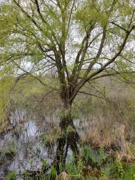 Tree reflection in swamp water Stock Photos