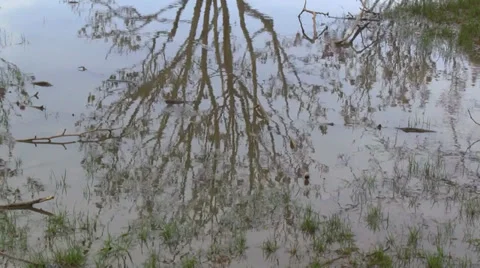 Tree reflection in water 库存影片 29729605