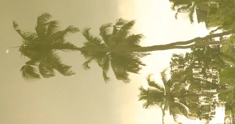Tree Reflection in water Stock Footage 87003466