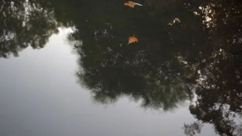 Tree reflection in water Stock Footage 93089694