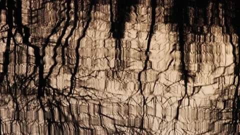 Tree reflection on water Video stock 197823567