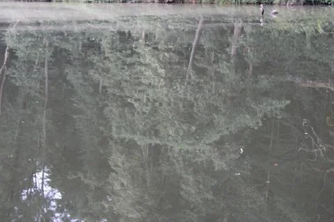 Tree reflection in the water of a lake. Stock Photos