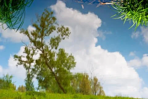 Tree reflection in water Stock Photos