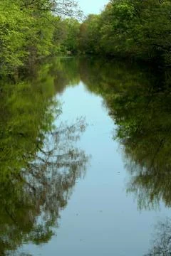 Tree reflection in the water Stock Photos