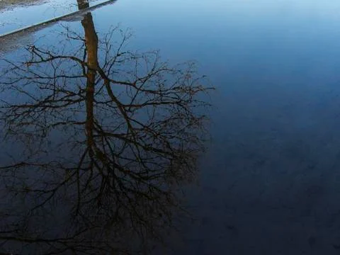 Tree reflection water Stock Photos