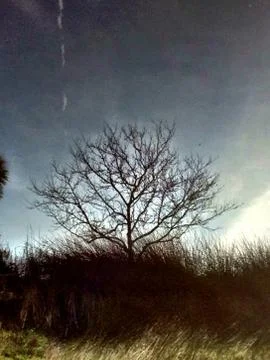 Tree Reflection in Winter Water Photos