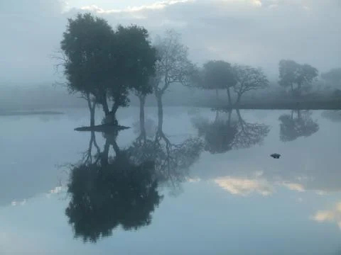 Tree reflections and hippo Stock Photos
