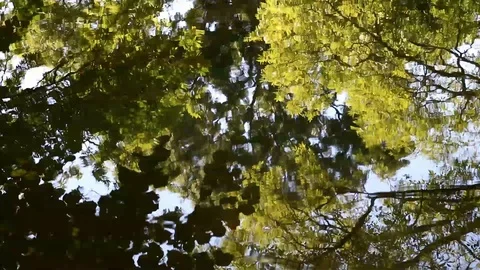 Tree Reflections and Ripples on Water Stock Footage 90767501