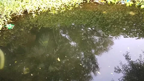 Tree reflections on calm pond water in zoological garden during daytime, Karachi Stock Footage 341318817