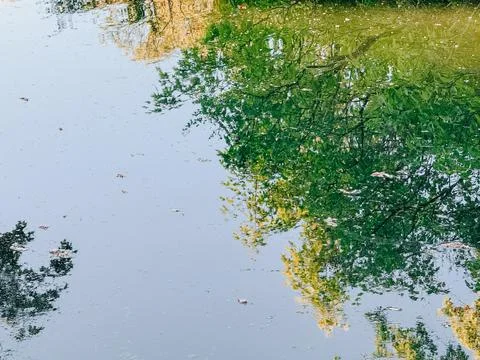 Tree Reflections on Calm Pond Water with Green Spring Foliage 库存照片