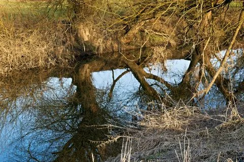 Tree Reflections in Calm River Stock Photos