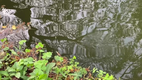 Tree reflections in calm water beside green aquatic plants on riverbank Stock Footage 313476056