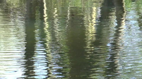 Tree Reflections Stock Footage 152105182