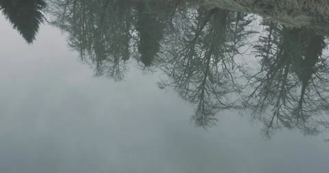 Tree Reflections Stock Footage 260672639