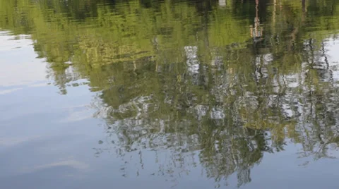 Tree reflections in a lake Video stock 28796924
