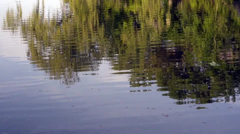 Tree reflections in a lake Stock Footage 28838873