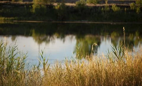Tree Reflections on a Lake Stock Photos
