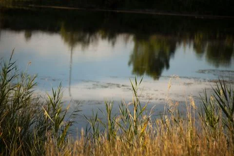 Tree Reflections on a Lake Stock Photos