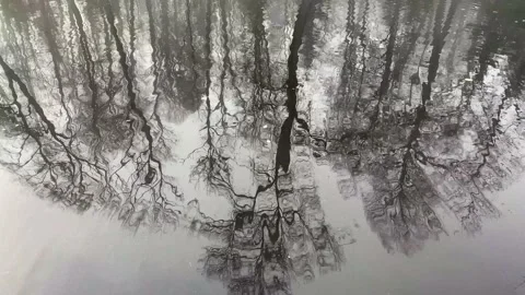 Tree reflections in moving water. November concept. Stock Footage 142815161