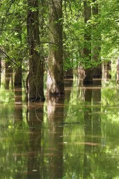 Tree reflections Stock Photos