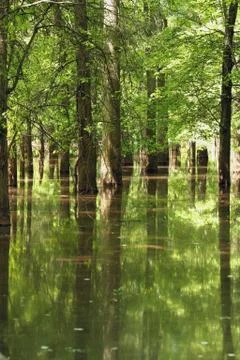 Tree reflections Stock Photos