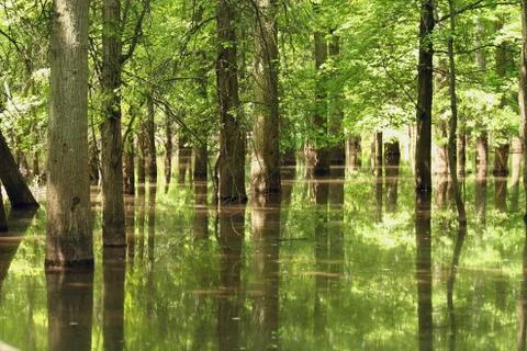 Tree reflections Foto stock