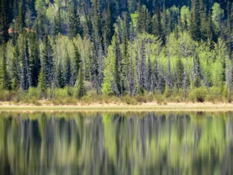 Tree reflections Stock Photos