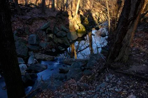 Tree Reflections Stockfoto's