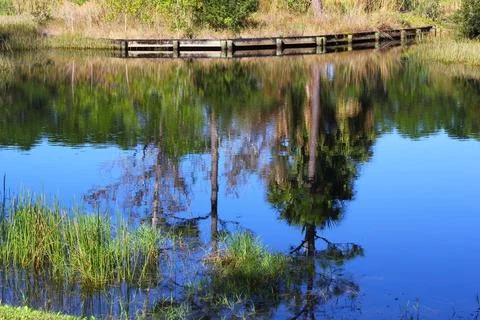 Tree Reflections in a Pond, Florida Stock Photos