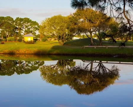 Tree Reflections in a Pond, Florida Stock Photos