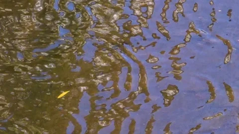 Tree reflections on rippling water Stock Footage 337800426