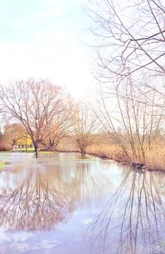 Tree reflections on river floodwater 스톡 일러스트