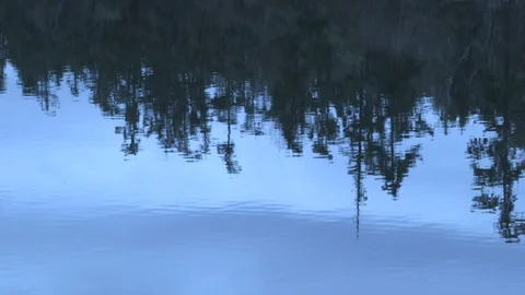 Tree reflections in river Video stock 91993444