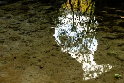 Tree Reflections in a Shallow Water Puddle Fotos de archivo