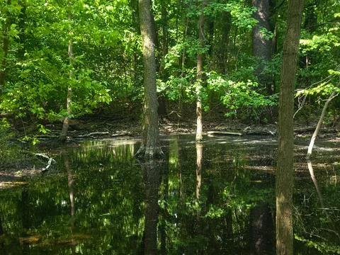 Tree Reflections in Still Forest Swamp Water Stock Photos